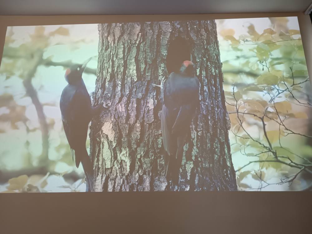 kadr z filmu edukacyjnego o ptakach