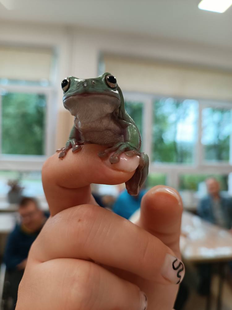 mała żabka trzymana na palcu