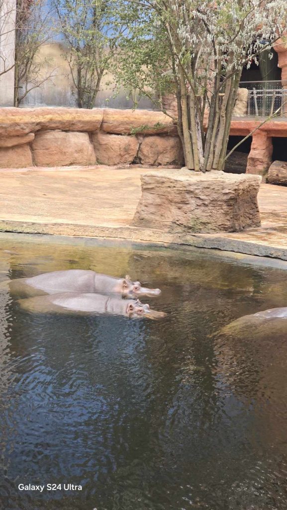 Hipopotamy z wrocławskiego Zoo
