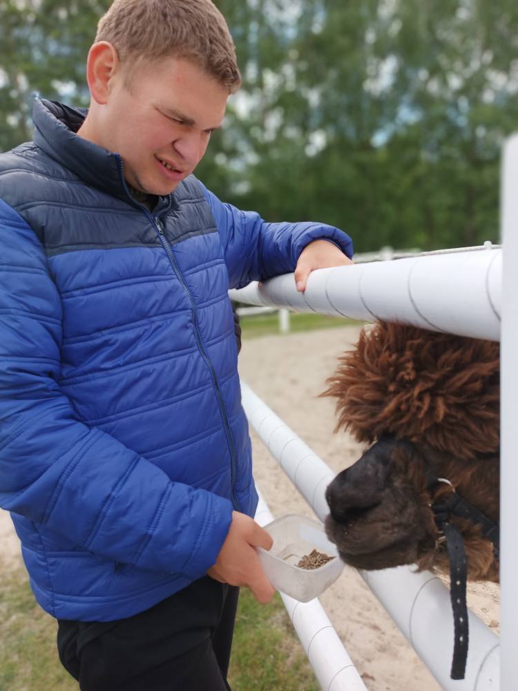 Podopieczny karmi alpakę