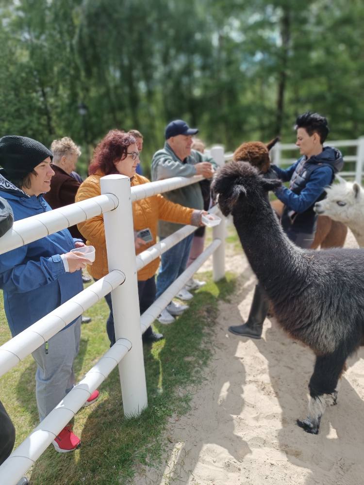 Podopieczni karmią alpaki