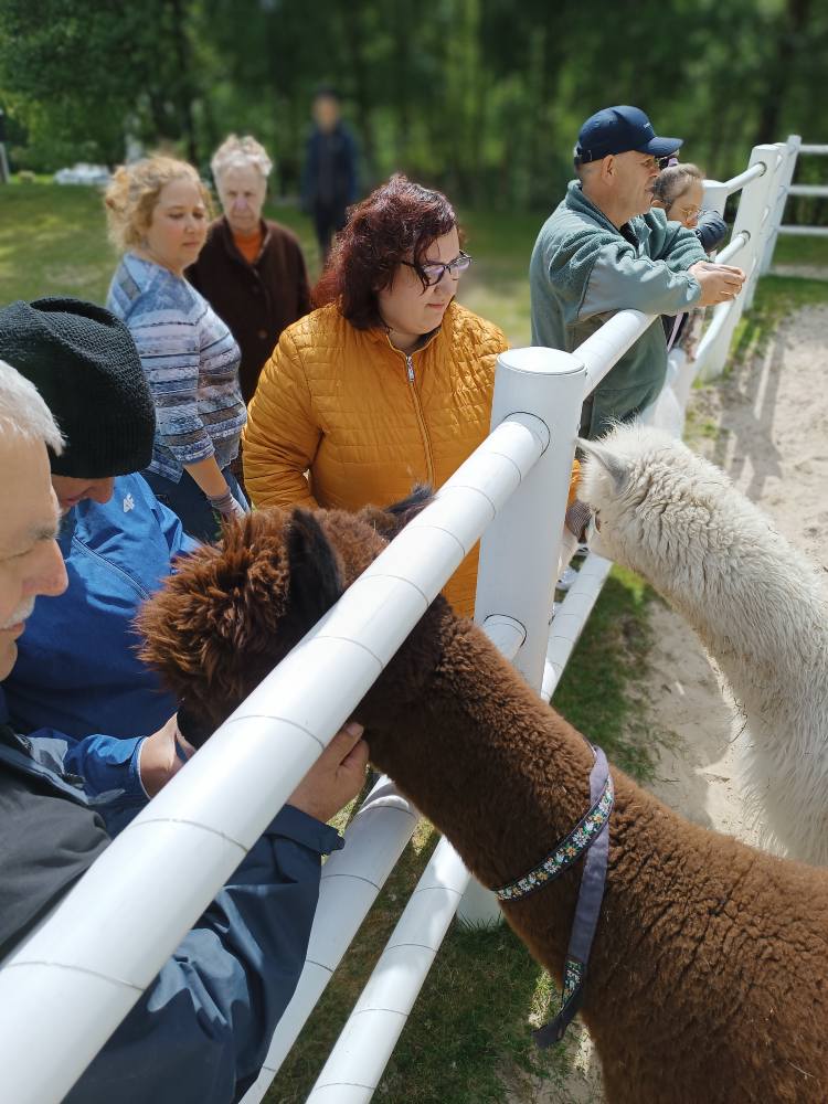 Podopieczni karmią alpaki
