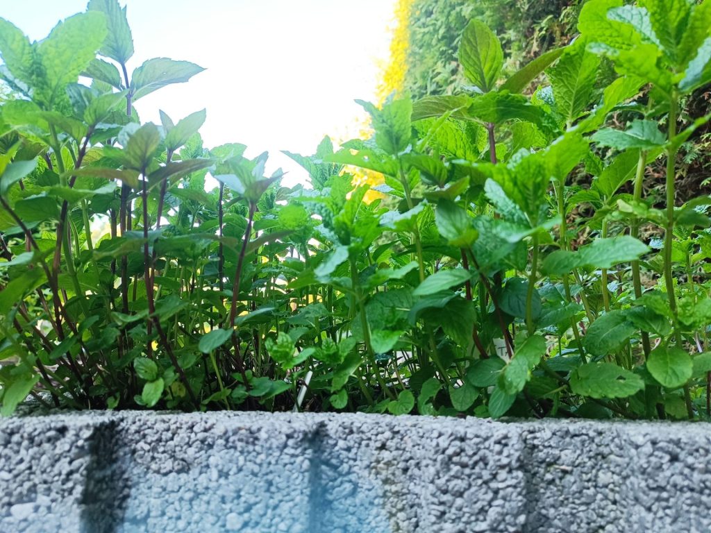 sadzonki mięty