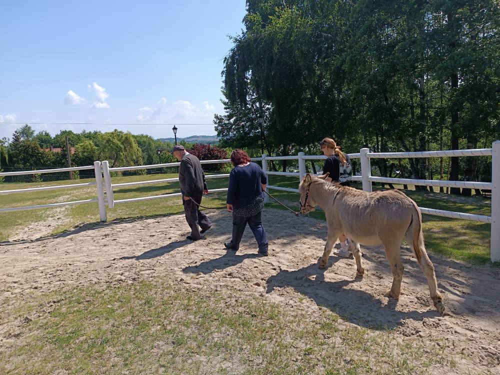 Podopieczni prowadzą osła