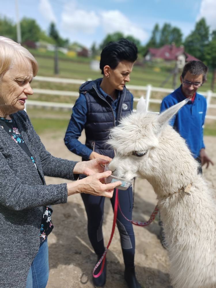 podopieczna karmi alpakę