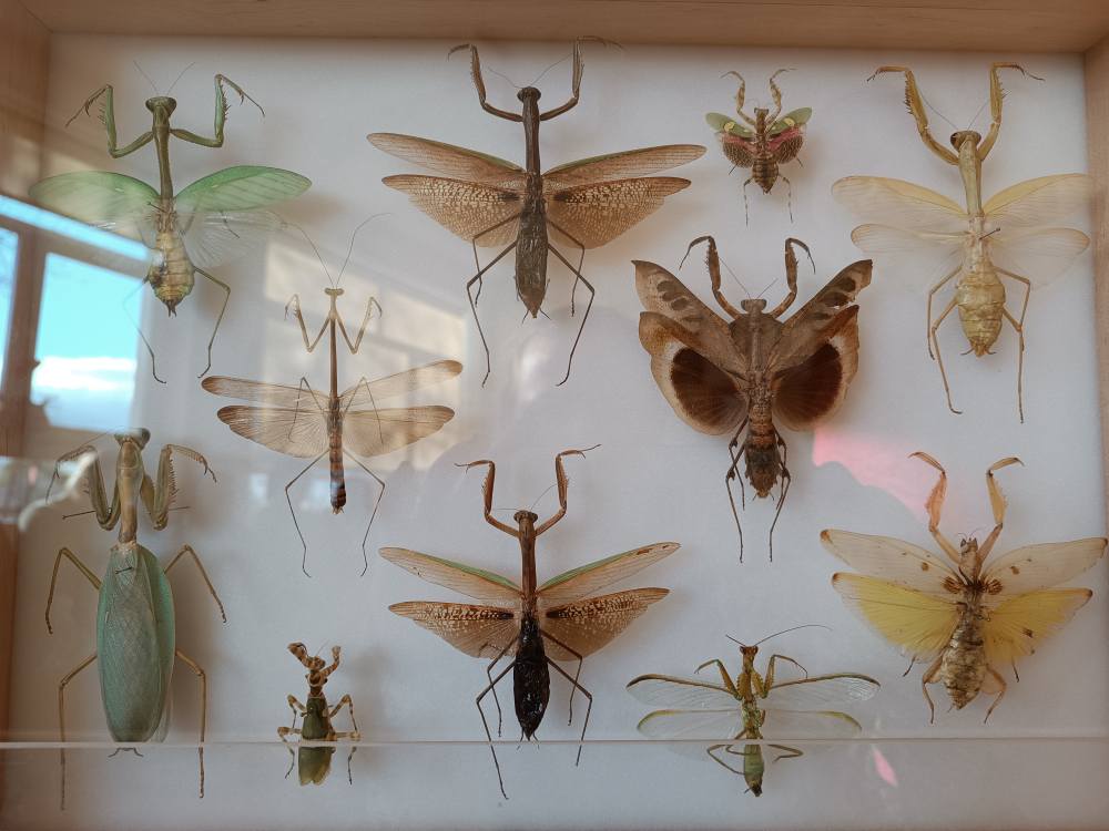 gablota z zasuszonymi owadami