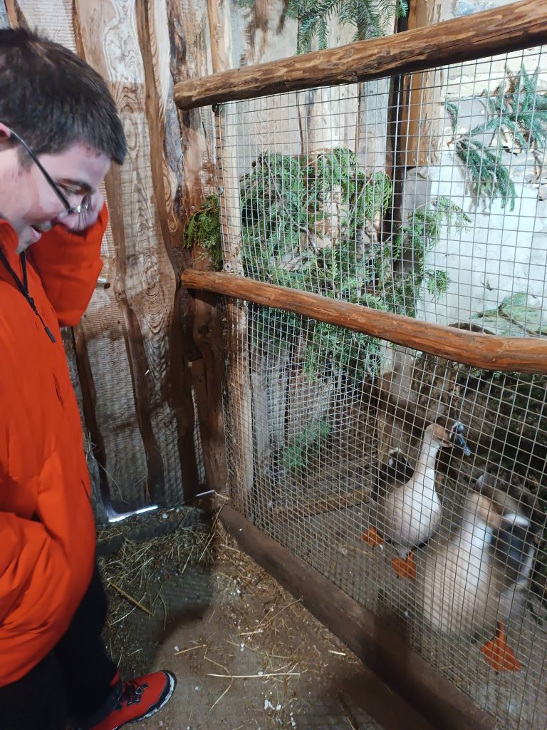 Podopieczny ogląda kaczki w żywej szopce