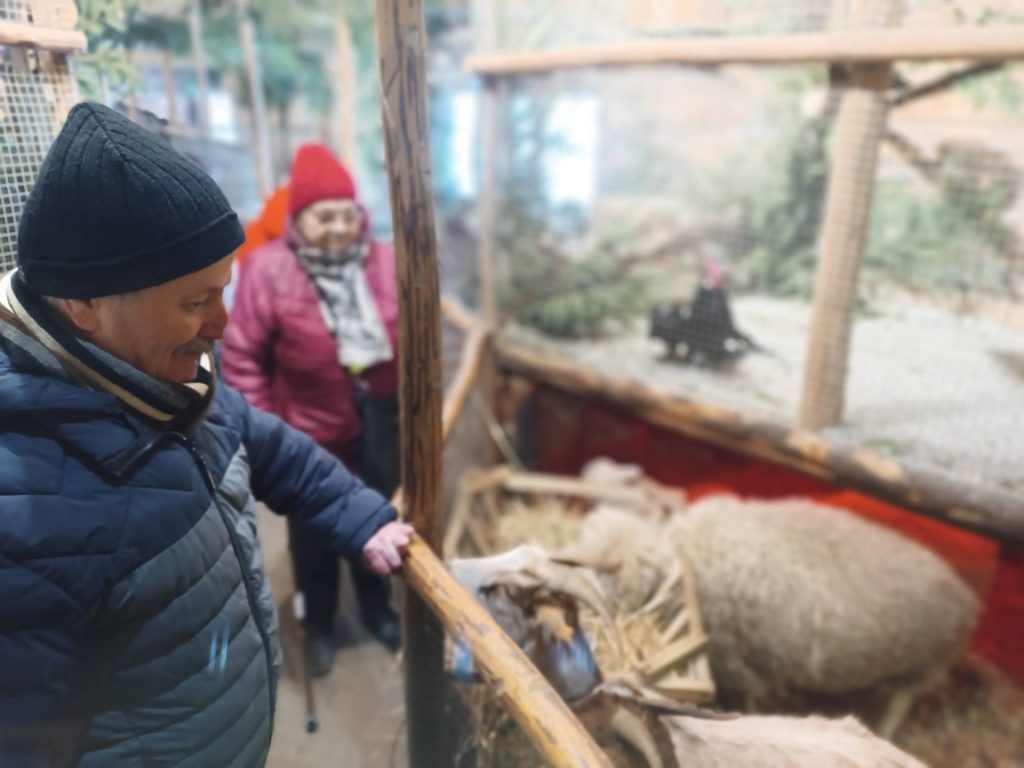 Podopieczni oglądają owce w żywej szopce