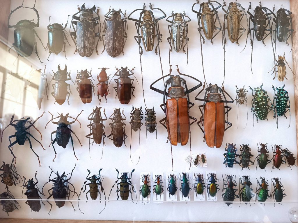 gablota z chrząszczami