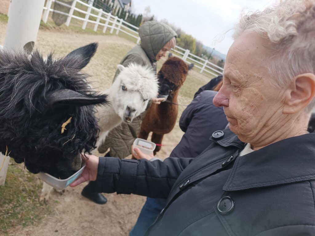 Podopieczna karmi alpakę