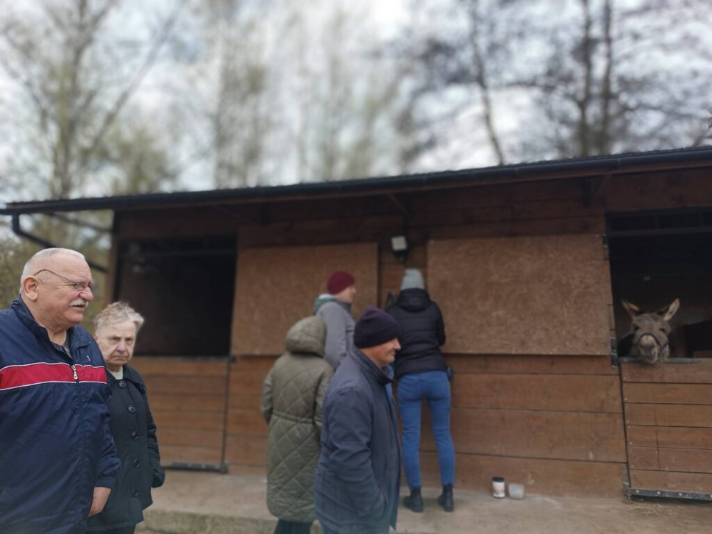 Podopieczni zmierzają do boksu z alpakami