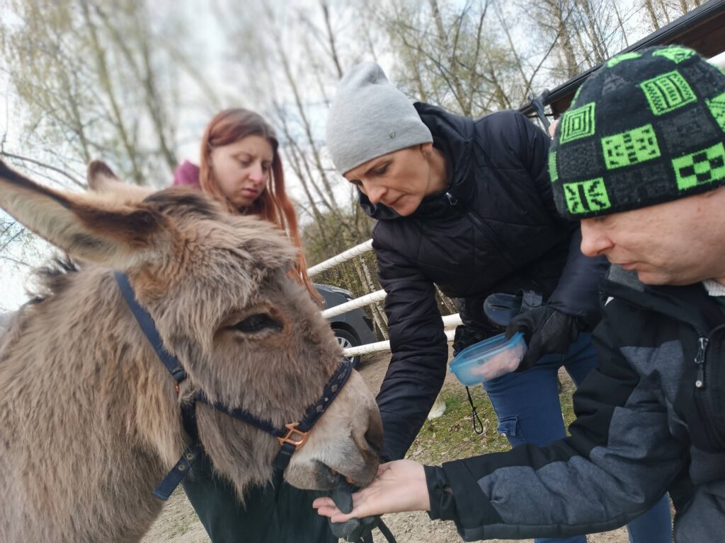 3 osoby karmią osiołka