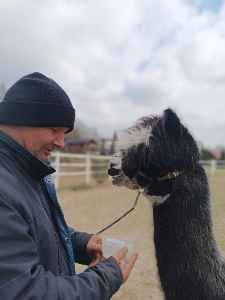 Podopieczny karmi alpakę