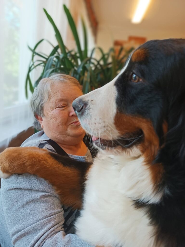 Podopieczna z berneńskim psem pasterskim