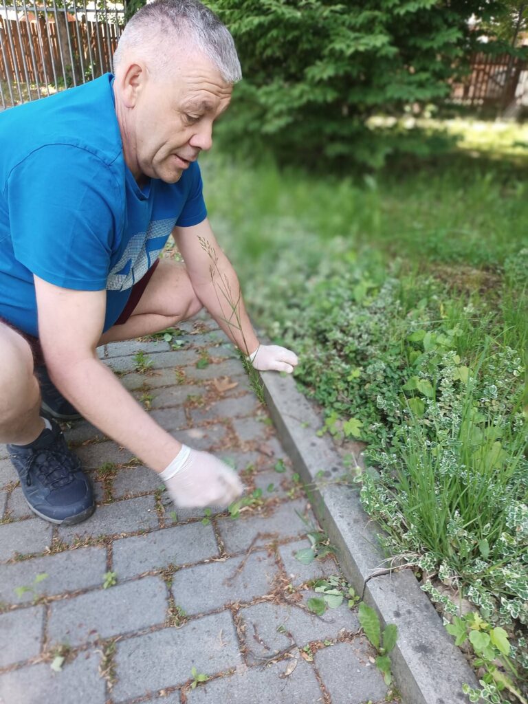 Podopieczny odchwaszcza kostkę brukową