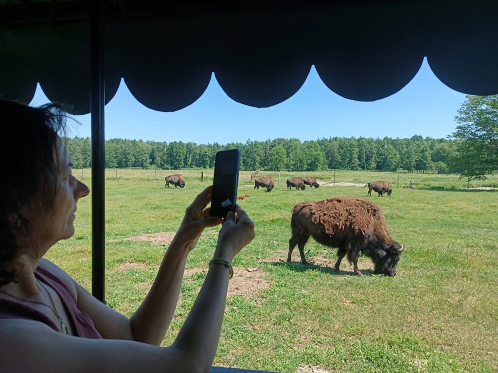 kadr z safari wśród bizonów